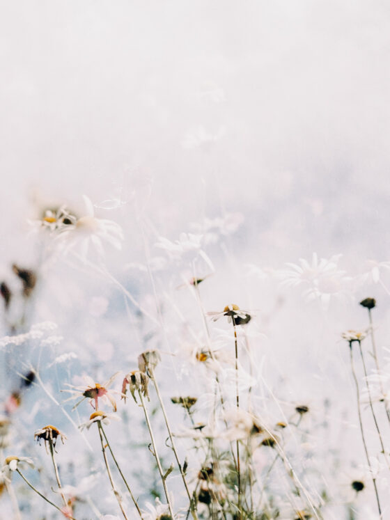 light mountain meadow