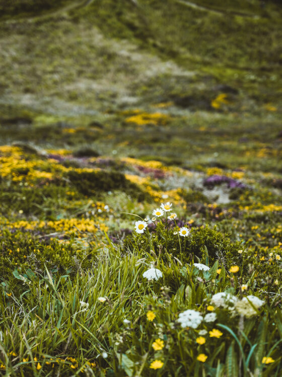 mountain meadow